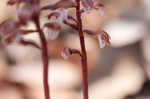 Spring coralroot